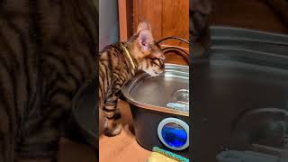 Zeus Is Always Hydrating cat kitten [upl. by Crofton]