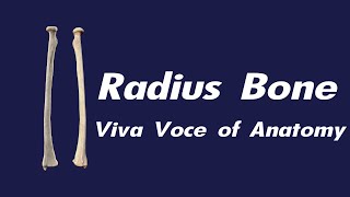 Radius bone  Side determination  Parts and Attachments  Applied anatomy [upl. by Ahsitel]