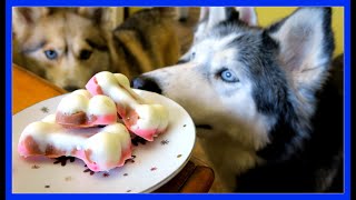 DIY DOG ICE CREAM Neapolitan Ice Cream for Dogs  Snow Dogs Snacks 51  Dog Treats [upl. by Edithe]