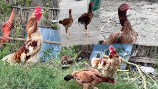 Mera Main Reason Channel Kholne Ke Liye Kya Tha  chicken aseelmurga vlog [upl. by Rannug]