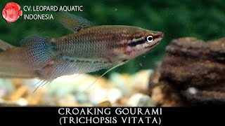 Trichopsis vitata THE SENSIBLE Croaking Gourami Leopard Aquatic J021A [upl. by Akenahc]