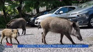 Cinghiali in spiaggia tra bagnanti e turisti  La Vita in Diretta 08062023 [upl. by Saihttam730]