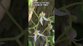 바위취 바위취꽃 Creeping saxifrage wildflowers 야생화 shorts [upl. by Clark]