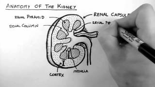 Renal Anatomy 1  Kidney [upl. by Yknip886]