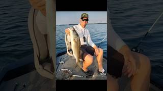 Striped bass on live herring brobrofishingshow stripedbassfishing fishing lakelife [upl. by Laurette]