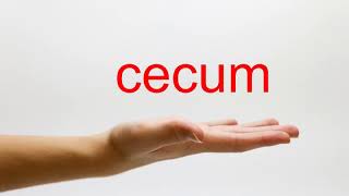 How to Pronounce cecum  American English [upl. by O'Donovan542]