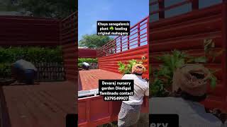 Khaya senegalensis plant loading original mahogany shorts 6379549907 [upl. by Schalles]