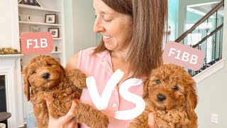 Which Goldendoodle Generation Is Right For You [upl. by Maddox]