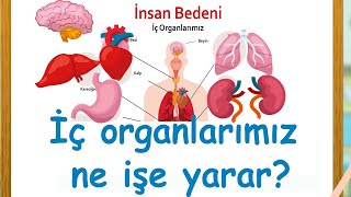 İç Organlarımızı Tanıyalım  Organlarımız ne işe yarar [upl. by Rudd]