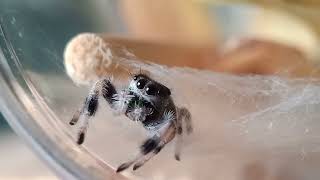 Phidippus Regius Bahamas [upl. by Ellevehc851]