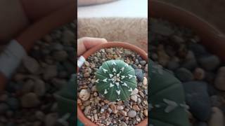 Astrophytum Asteria Nudum Vitae [upl. by Anamor]