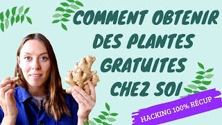 Des plantes gratuites 100 récup [upl. by Hock93]