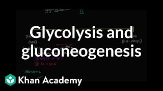 Regulation of glycolysis and gluconeogenesis  Biomolecules  MCAT  Khan Academy [upl. by Spohr494]