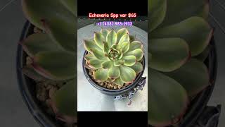 Echeveria Spp var 4”Price 65📱Text me 1 408 8831933 succulents echeveria [upl. by Ahsrats]