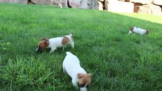 Jack Russell Puppies For Sale [upl. by Yemrej973]