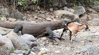 Komodos Quick Attack Captures Goat Alive On The Edge Of The Forest [upl. by Hamil]