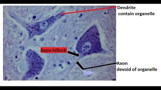 Difference between dendrite and axon [upl. by Orvil22]