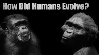 Human Evolution  Hominin Evolution  Early Humans The Process Of Evolution How Did Humans Evolve [upl. by Adnamahs]