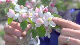 Pollination Methods Fruit Trees [upl. by Dovev]