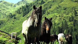 Tiroler Noriker Deckhengste auf Sommerfrische [upl. by Ennairoc988]