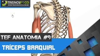 Treino em FOCO Anatomia 9  Tríceps Braquial [upl. by Ailat778]