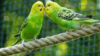 8 Hours Parakeets Chirping Sounds Meditation in Budgies Songs to Reduce stress blood pressure [upl. by Repsac]