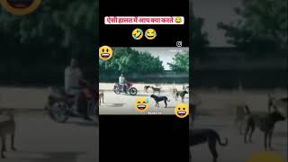 adoptdon dogcomedy shortsfeed funny labradoor dogentertainment pets dogvideos comedy 🙏🏻😃 [upl. by Geer]