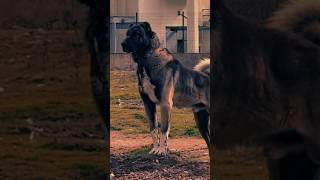 Kangal Shepherd dog Breed dog shorts kangal [upl. by Hazel484]