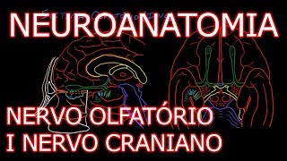 Aula Neuroanatomia  Nervo Olfatório I Nervo Craniano e o Sistema Olfativo  Neuroanatomia 61 [upl. by Retepnhoj347]