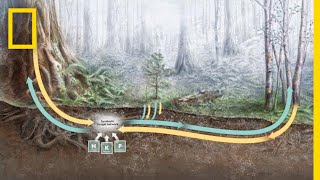 How Trees Secretly Talk to Each Other in the Forest  Decoder [upl. by Airdnaz]