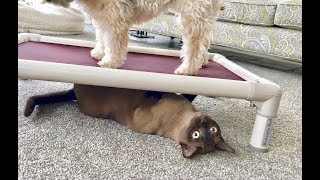 Havanese Dog and Burmese Cat Play Fight Over a Kuranda Bed Adorable Funny Pets [upl. by Rap]