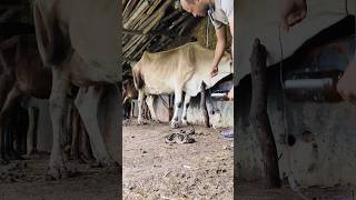 Quick intravenous infusion of calcium borogluconate in jugular vein of a cowcow tiktok short video [upl. by Ahsikad667]