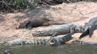 Giant otter and Yacare caiman [upl. by Hterrag]