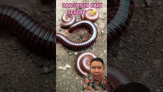 BANGUNIN KAKI SERIBU creepy pets shortsfeed funny [upl. by Nathalia638]