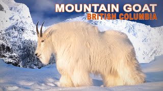 Mountain Goat in British Columbia  Chasse à la Chèvre Blanche en Colombie Britannique  2023 [upl. by Yrtsed738]