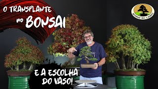 O TRANSPLANTE NO BONSAI E A ESCOLHA DO VASO [upl. by Idnaj]