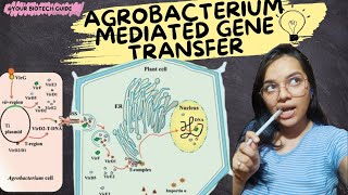 Agrobacterium mediated gene transfer [upl. by Fredrika]