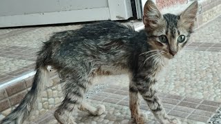 Emaciated scared kitten Motherless baby kitten Blides kitten 💔 escaping cat all in this video [upl. by Taran]