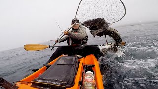 Hitchhiker Lingcod at Sonoma Coast DogEatDog Ocean [upl. by Innos]