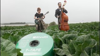 TTape Band  Lets Grow Cabbage [upl. by Xaviera]