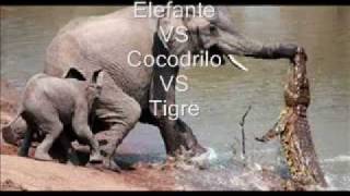 Cocodrilo se come un tigre y un elefante [upl. by Assenal]