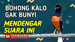 99 AMPUH untuk pancing emosi MURAI BATU agar GACOR dan BONGKAR ISIAN livestreaming [upl. by Anelad]