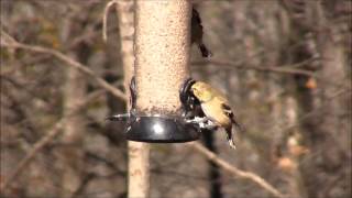 Goldfinch in winter plumage [upl. by Htebazileyram]