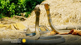 Intense Two King Cobras Fight for a Nearby Queen 🥊 Into the Wild India  Smithsonian Channel [upl. by Oiralih]