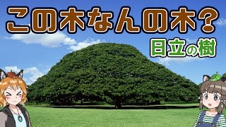 【日立の樹】「この木なんの木」は何の木？CMの気になる木の正体 [upl. by Gorton]