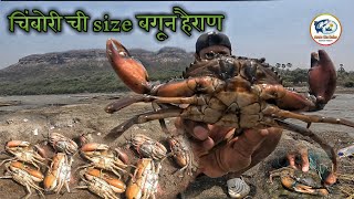 Amazing Catch King Crabs  चिंबोरी ची size बगून हैराण  Best Crab catching Video [upl. by Lat]