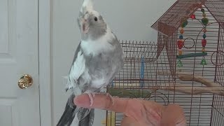 Teaching Your Cockatiel to Perch on Your Hand [upl. by Paule]