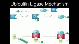 Ubiquitination of Damaged Proteins [upl. by Strohl]