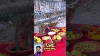 manky food gift and manky lover man🤡🤡❤️🤣🤣manky funny mankyfunnyanimal commedy videofunnymonkey [upl. by Onitselec]