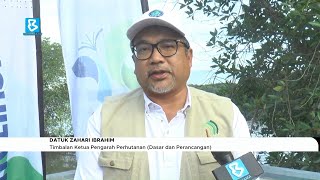 JPSM tanam 500 anak pokok bakau di Hutan Simpan Sungai Merbok [upl. by Rika]